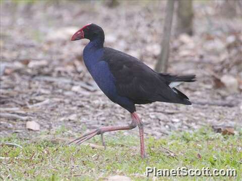 Image of Swamphen