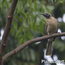 Image of Helmeted Friarbird