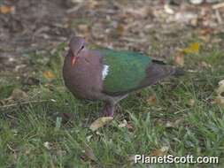 Image of Emerald Dove