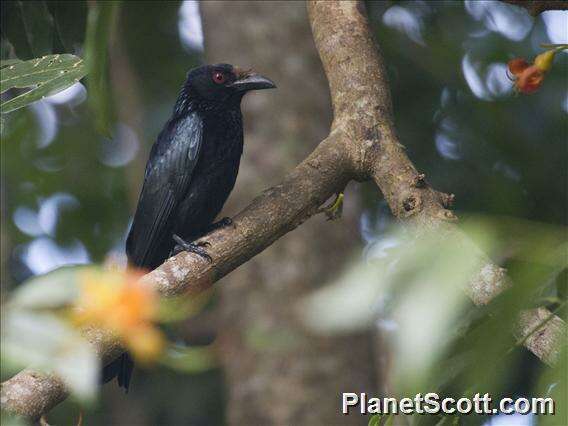 Image of drongos