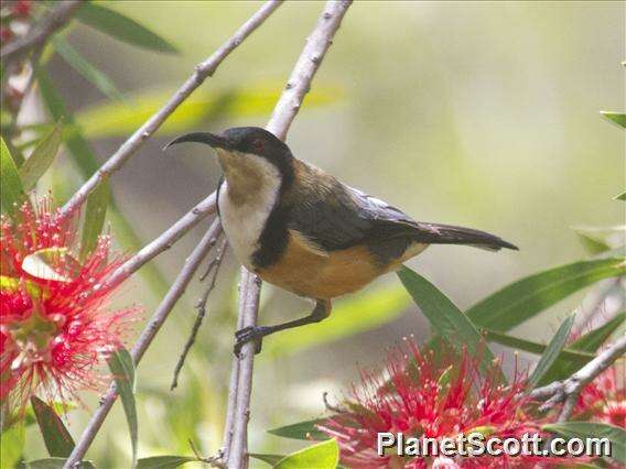 Image of Spinebill