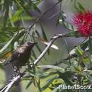 Image of Dusky Honeyeater