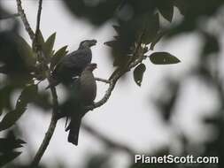 Image of Topknot Pigeons