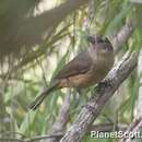 Image of Little Shrike-thrush