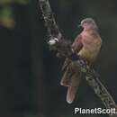 Image of Brown Cuckoo-Dove