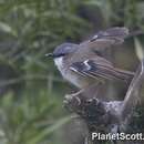 Image of Grey-headed Robin