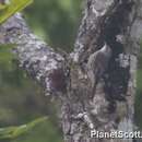 Image of White-throated Treecreeper