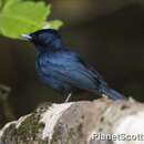 Image of Shining Flycatcher