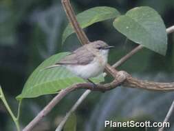 Imagem de Acanthizidae