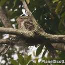 Image of Papuan Frogmouth