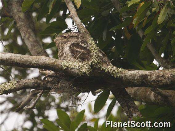 Image of Australasian Frogmouths