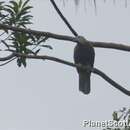 Image of Wompoo Fruit Dove