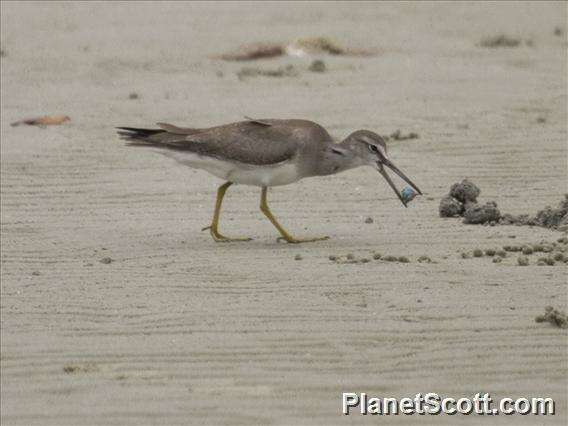 Image of Gray-tailed Tattler