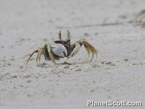 Image of Ghost crab