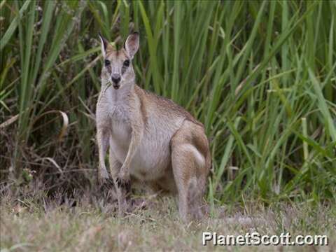 Image of Macropus Shaw 1790