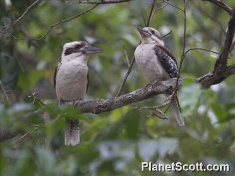 Image of kookaburra