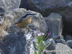 Image of nuthatches and relatives