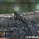 Image of Gippsland Water Dragon