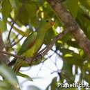Image of Red-winged Parrot