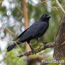 Image of Torresian Crow