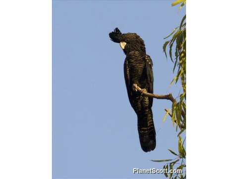 Plancia ëd Calyptorhynchus Desmarest 1826