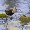 Image of Comb-crested Jacana