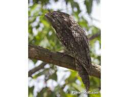 Image of Australasian Frogmouths