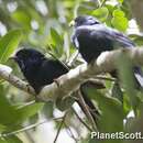 Image of Black-billed Koel