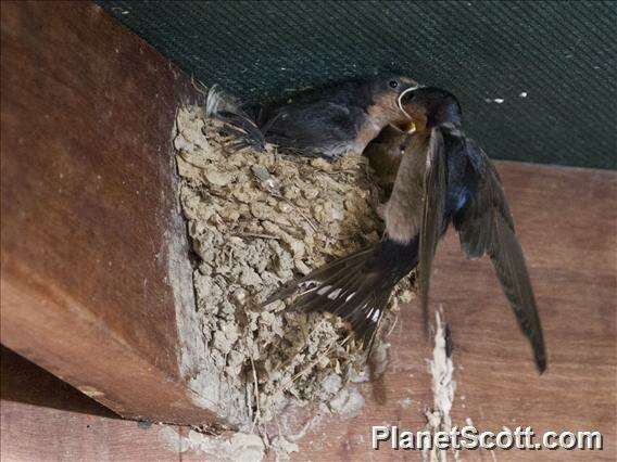 Imagem de Hirundo Linnaeus 1758