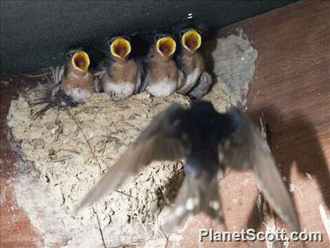 Imagem de Hirundo Linnaeus 1758