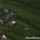 Image of Graceful Honeyeater