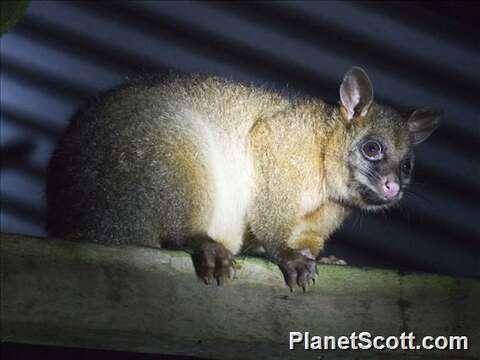 Image of Brushtail possum