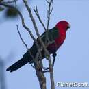 Image of Australian King Parrot