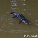 Image of Duck-billed Platypus