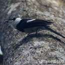 Image of Pied Monarch
