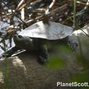 Image of Northern Australian Snapping Turtle
