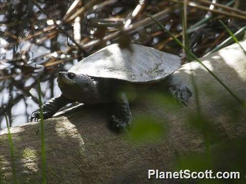 Image of Australian Saw Shelled Turtles