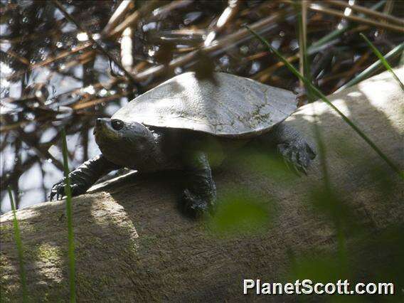 صورة Myuchelys Thomson