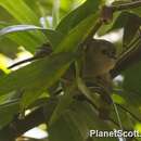 Image of Large-billed Scrubwren