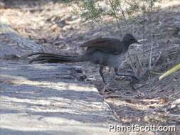 Image of lyrebirds