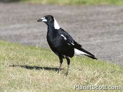 Image of Australian Magpies