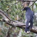 Image of Pied Currawong