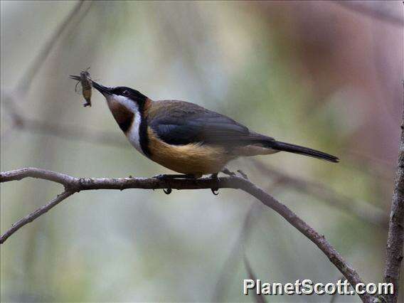 Plancia ëd Acanthorhynchus Gould 1837