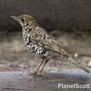 Image of Bassian Thrush