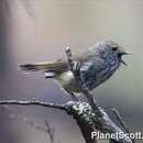 Image of Brown Thornbill