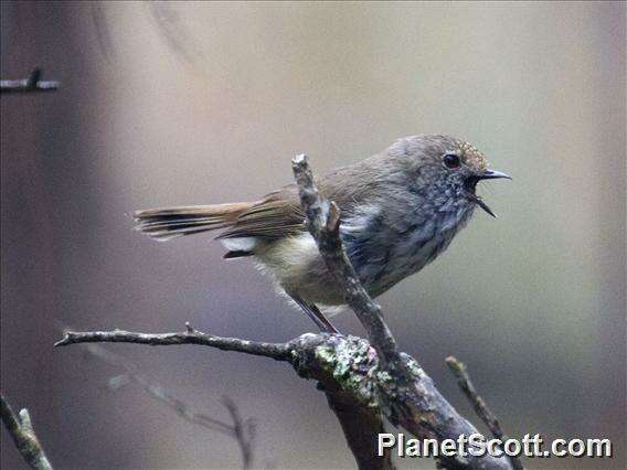 Image of Acanthizidae