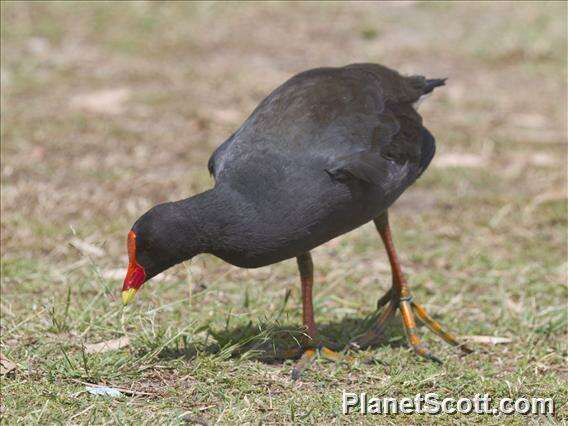 Image of Typical Moorhens