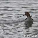 Image of Australian Red-necked Avocet