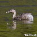 Poliocephalus poliocephalus (Jardine & Selby 1827) resmi