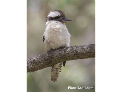 Image of kookaburra